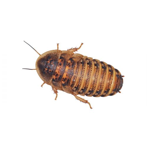 Live Dubia Cockroaches Medium Pack