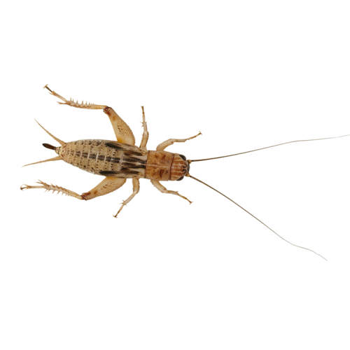 Live Silent Crickets Pack