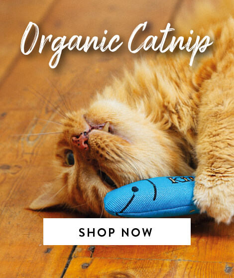 Organic catnip