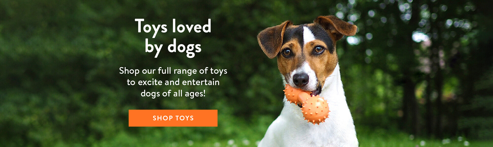 Toys loved by dogs