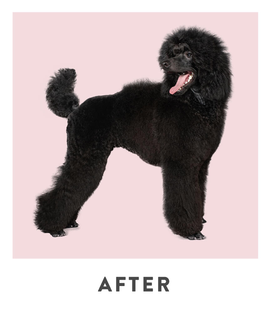 After grooming photo