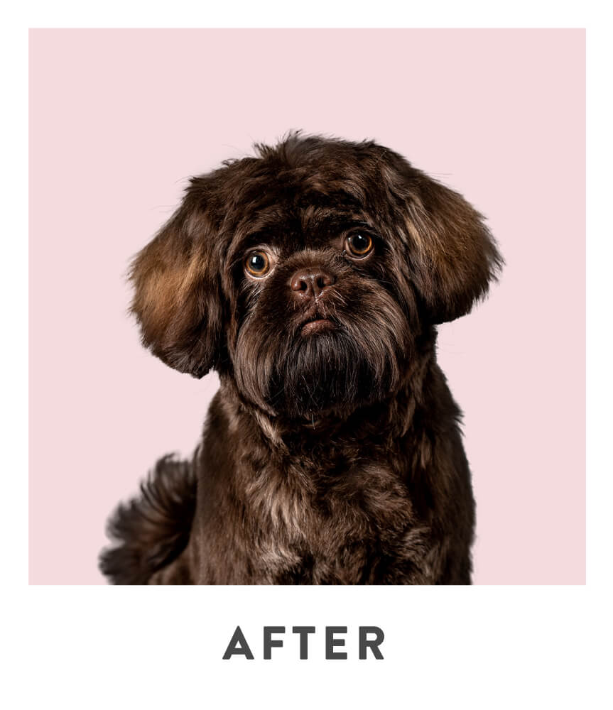 After grooming photo