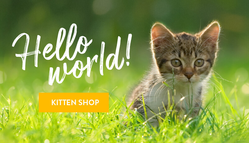 Kitten Shop