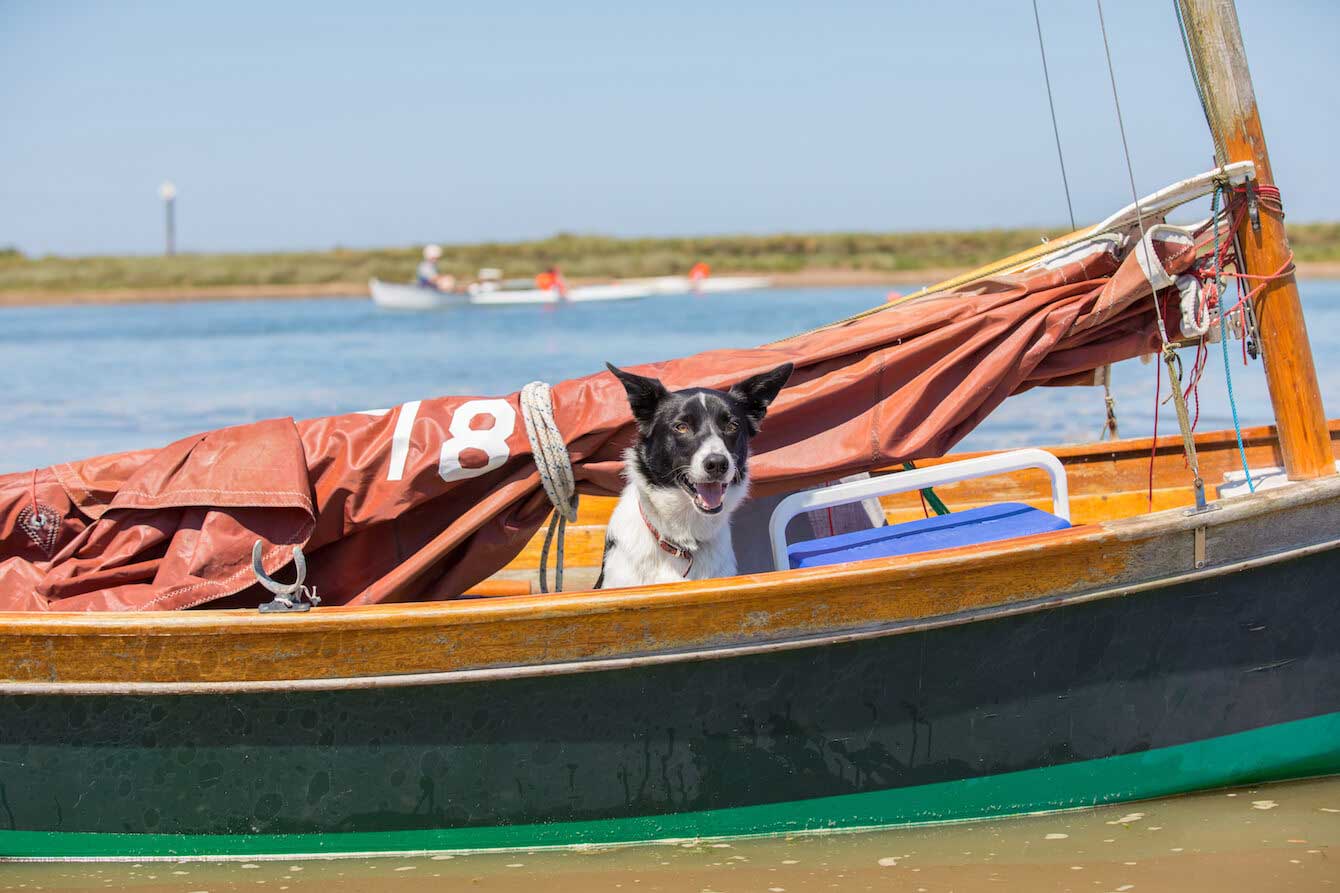 Dog on Boat, Norfolk Broads