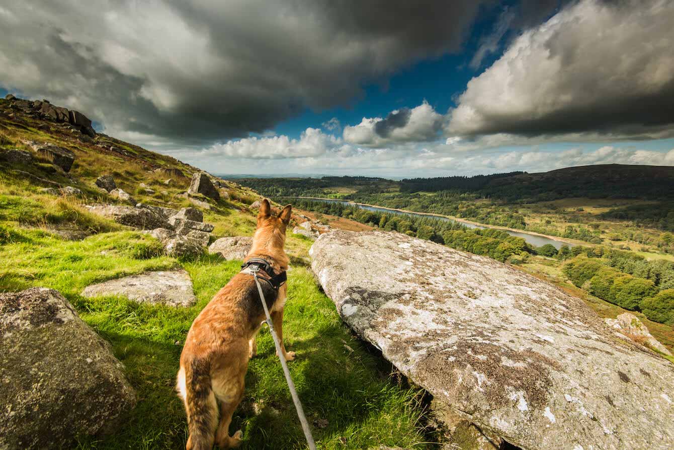Dartmoor landscape and dog
